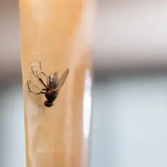Skuteczne sposoby na pozbycie się much z restauracji bez wysiłku